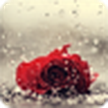 玫瑰在雨中/玫瑰在雨中