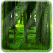 realDepth森林动态壁纸免费/realDepth森林免费LWP