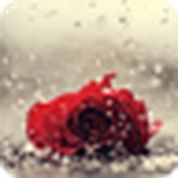 玫瑰在雨中/玫瑰在雨中